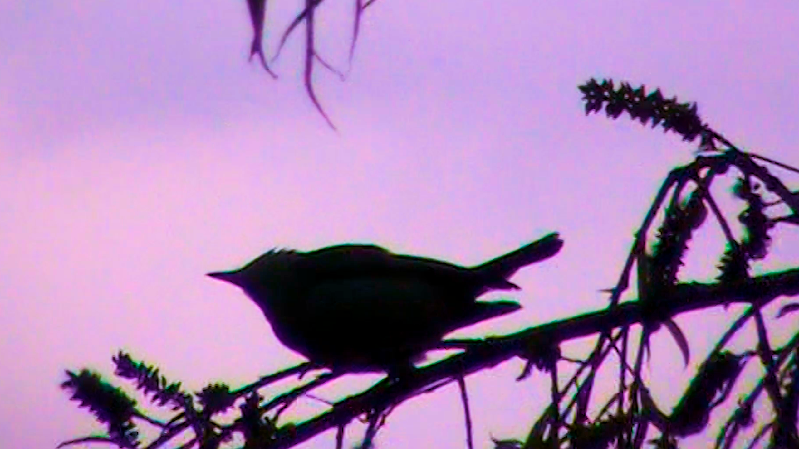 Stills_A dónde van los pájaros cuando llueve